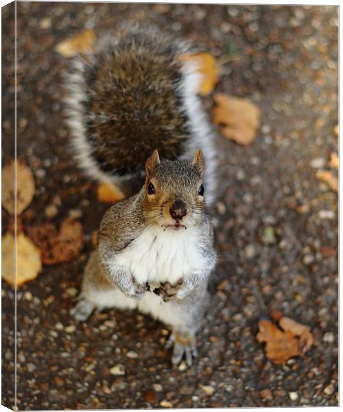 The Bring It On Squirrel Canvas Print by Selena Chambers