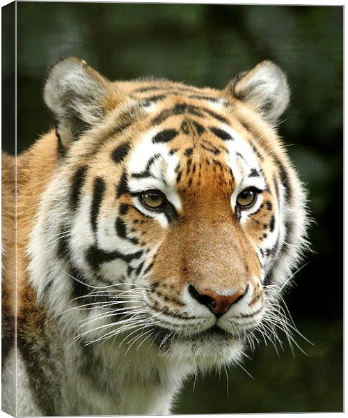 Siberian Tiger Canvas Print by Selena Chambers