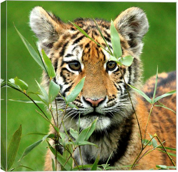 Amur Tiger Cub Hiding Canvas Print by Selena Chambers