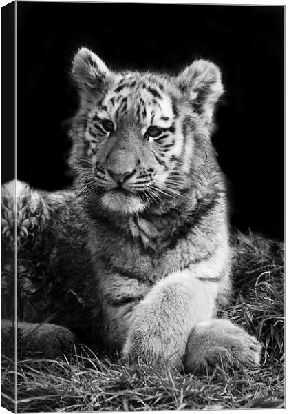 Arina the Tiger Cub Canvas Print by Selena Chambers