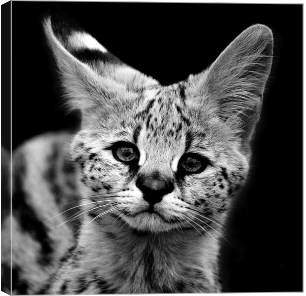 Serval Kitten Canvas Print by Selena Chambers
