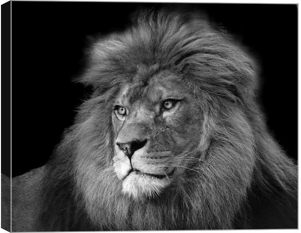 Barbary Lion Canvas Print by Selena Chambers