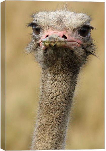 Male Ostrich Canvas Print by Selena Chambers