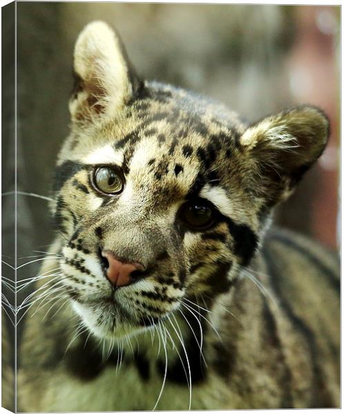 Clouded Leopard Canvas Print by Selena Chambers