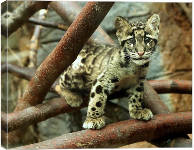 Clouded Leopard cub Canvas Print by Selena Chambers