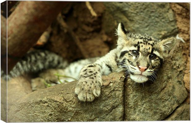 Clouded Leopard cub Canvas Print by Selena Chambers