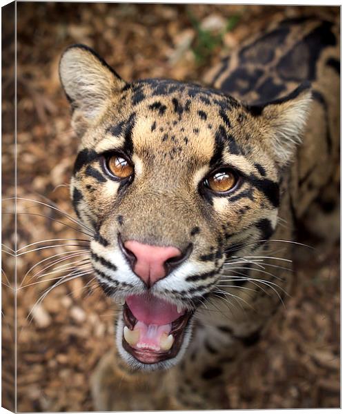  Clouded Leopard Canvas Print by Selena Chambers