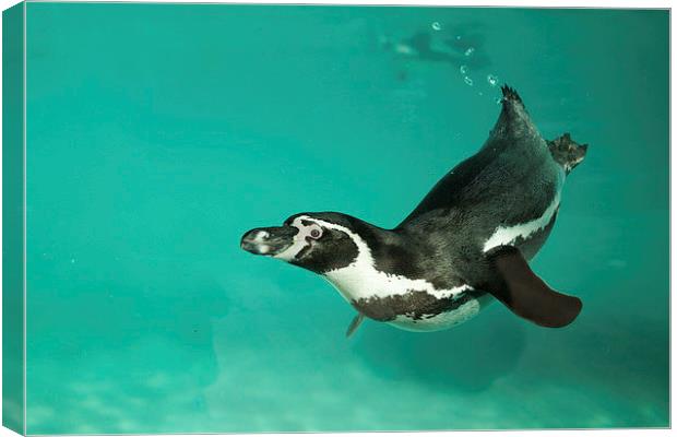  Humboldt penguin underwater Canvas Print by Selena Chambers