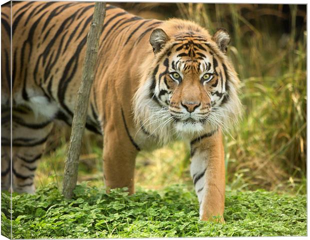  Sumatran tiger Canvas Print by Selena Chambers
