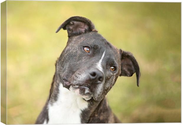  Dobbie Canvas Print by Selena Chambers