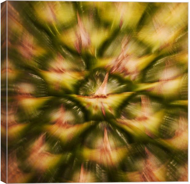 Pineapple Rush Canvas Print by Tom Reed