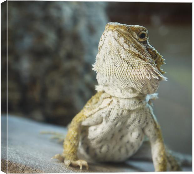 Bearded Dragon Canvas Print by Tom Reed