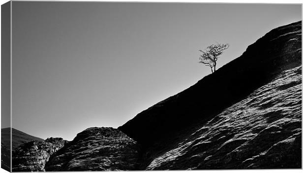 The lonesome tree Canvas Print by Tom Reed