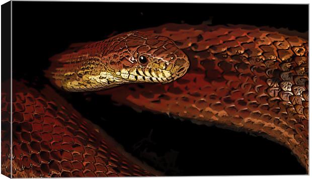 Posterized cornsnake Canvas Print by Tom Reed