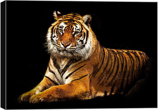 Posterized Tiger 3 Canvas Print by Tom Reed
