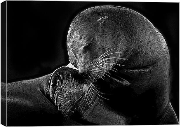 Posterised Sea-lion Canvas Print by Tom Reed