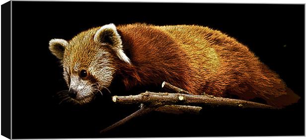 Posterised Red Panda Canvas Print by Tom Reed