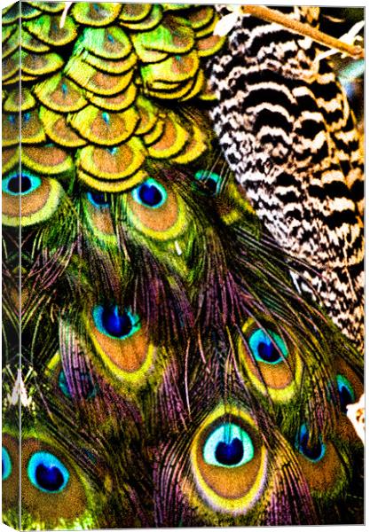 Peacock patterns Canvas Print by Tom Reed