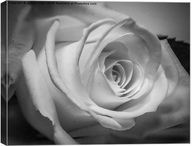 White Rose Canvas Print by Phil Robinson