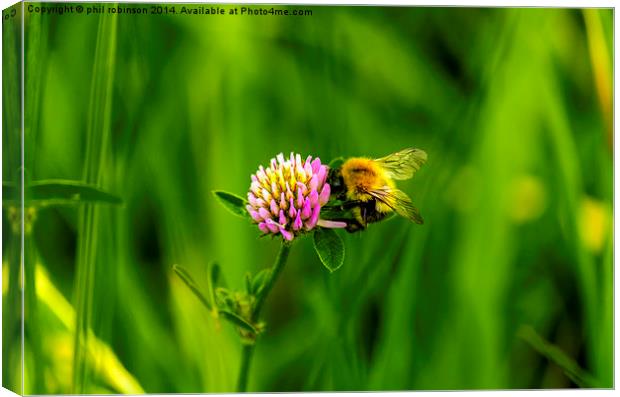 Bee collecting pollen Canvas Print by Phil Robinson