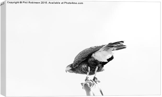  Harris Hawk Canvas Print by Phil Robinson