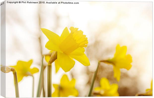  Daffodils in the sun  Canvas Print by Phil Robinson