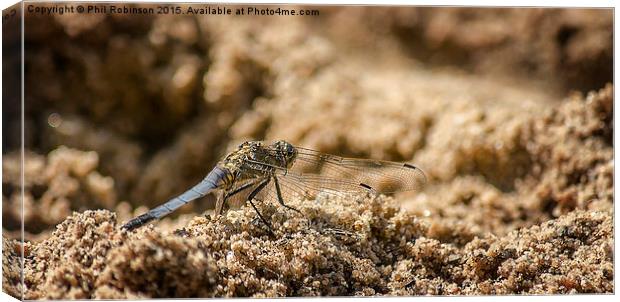  Dragonfly in the sand  Canvas Print by Phil Robinson