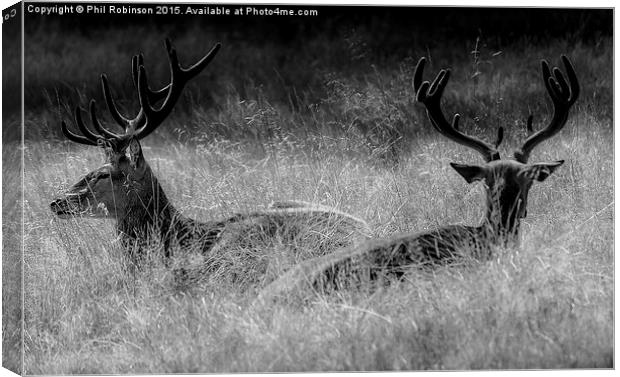  Deer enjoying the sun  Canvas Print by Phil Robinson