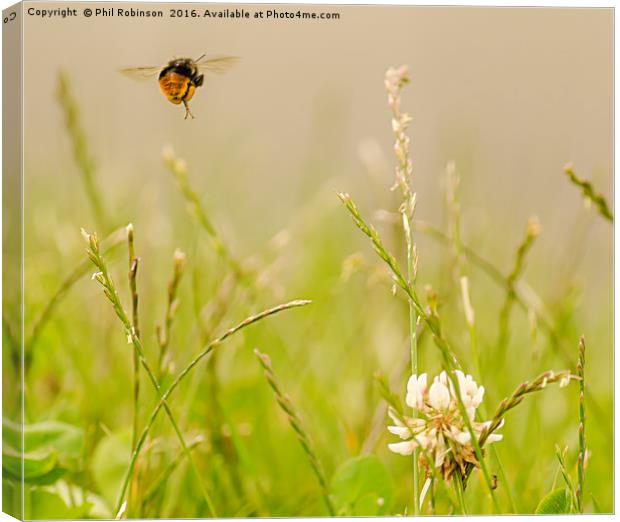 Bee in mid flight working to collect pollen Canvas Print by Phil Robinson