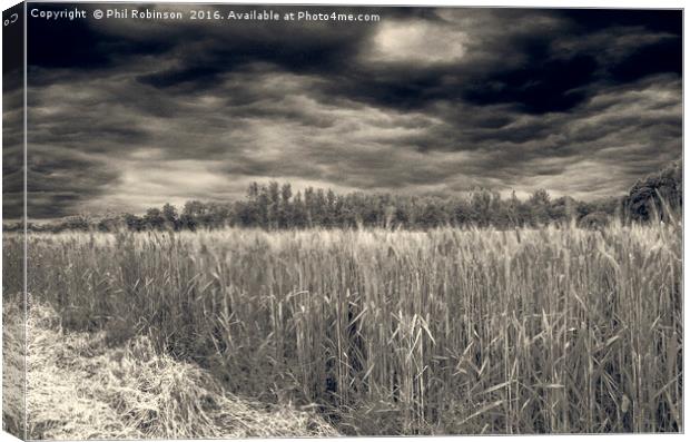 Drama in the fields  Canvas Print by Phil Robinson