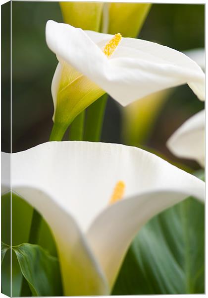 Abstract Lillies Opening Canvas Print by Steven Brown