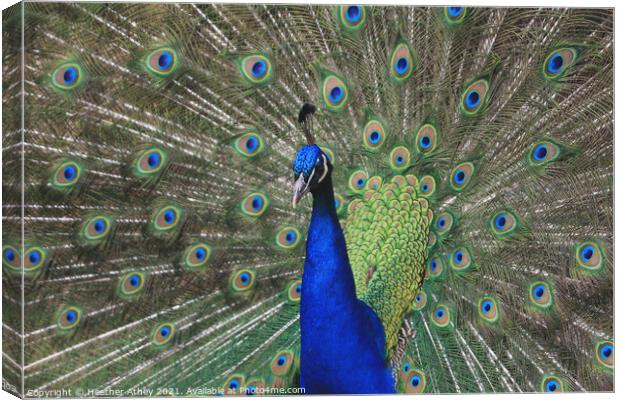 Peacock Canvas Print by Heather Athey