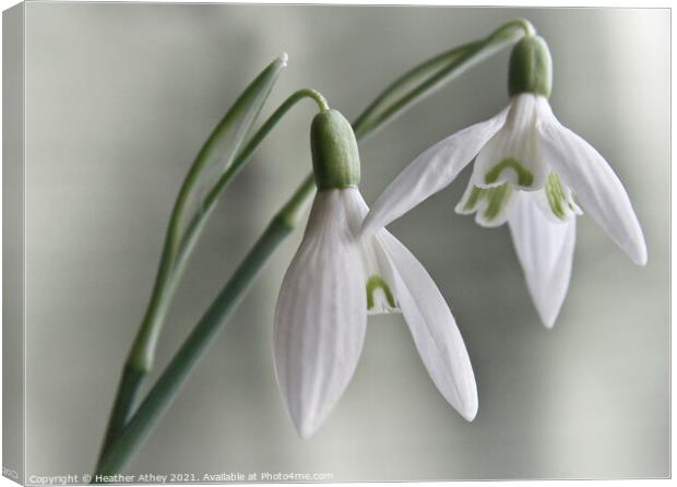 Snowdrops Canvas Print by Heather Athey
