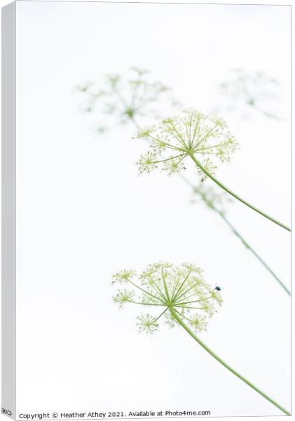 Cow Parsley Canvas Print by Heather Athey