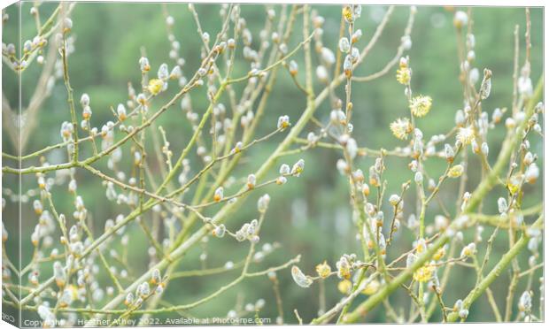 Pussy Willow buds Canvas Print by Heather Athey