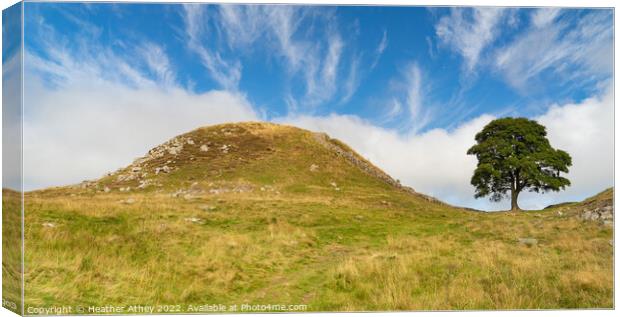 Sycamore Gap on Hadrian's Wall Canvas Print by Heather Athey