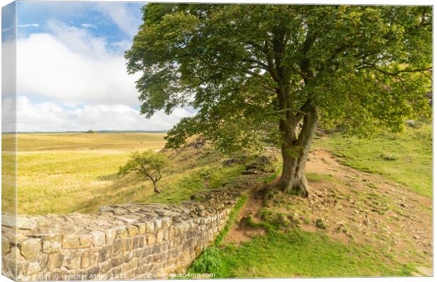 Sycamore Gap on The Hadrian's Wall trail Canvas Print by Heather Athey