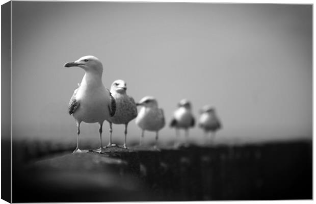 Seagulls Canvas Print by Heather Athey
