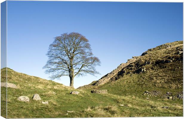 Sycamore Gap Canvas Print by Heather Athey