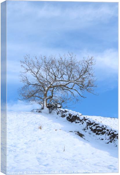 Tree on the Hill Canvas Print by Heather Athey