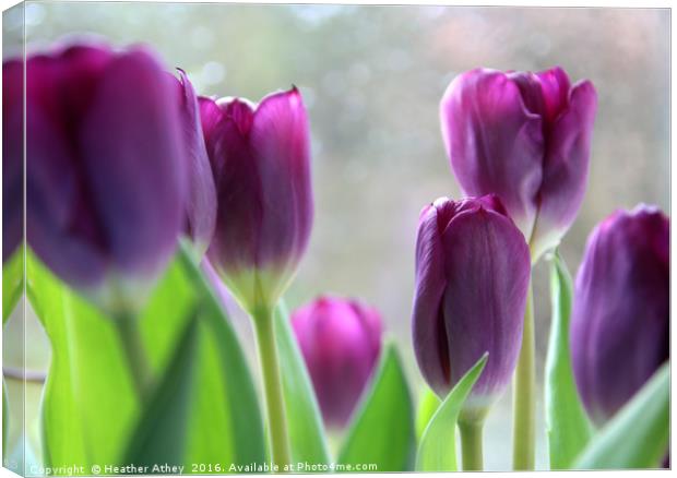 Purple tulips Canvas Print by Heather Athey