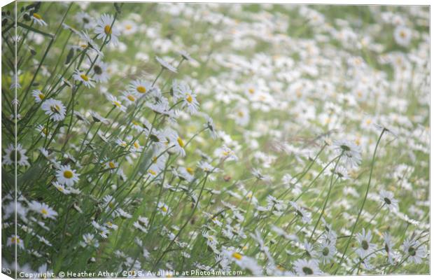 Swathes of Daisies Canvas Print by Heather Athey