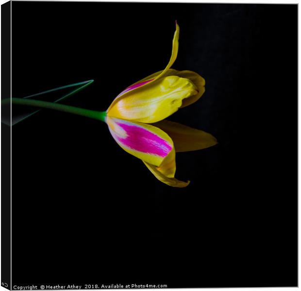 Bright Tulip Canvas Print by Heather Athey