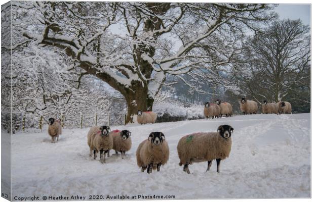 Swaledale Sheep in Snow Canvas Print by Heather Athey