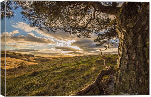 Tree with a view. Canvas Print by Phil Tinkler