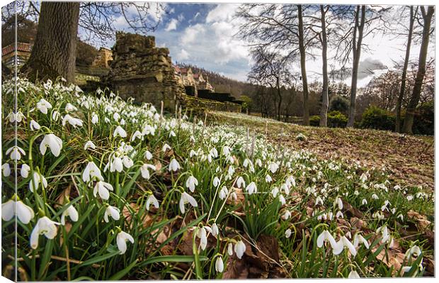 Snowdrops Canvas Print by Phil Tinkler