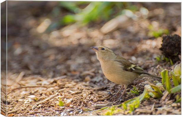 Female Goldfinch waits in the shadow Canvas Print by Phil Tinkler