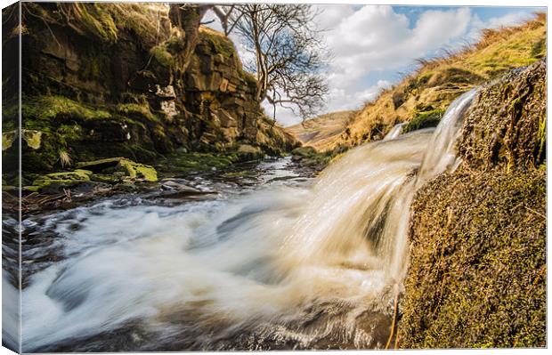 Abbey Brook Canvas Print by Phil Tinkler