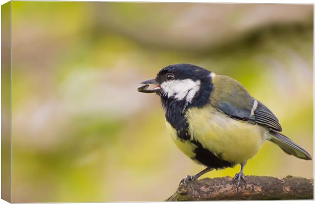 Great Tit Canvas Print by Phil Tinkler