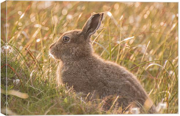 Mountain Hare Canvas Print by Phil Tinkler